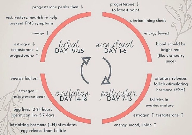Menstruatiecyclus verloop
